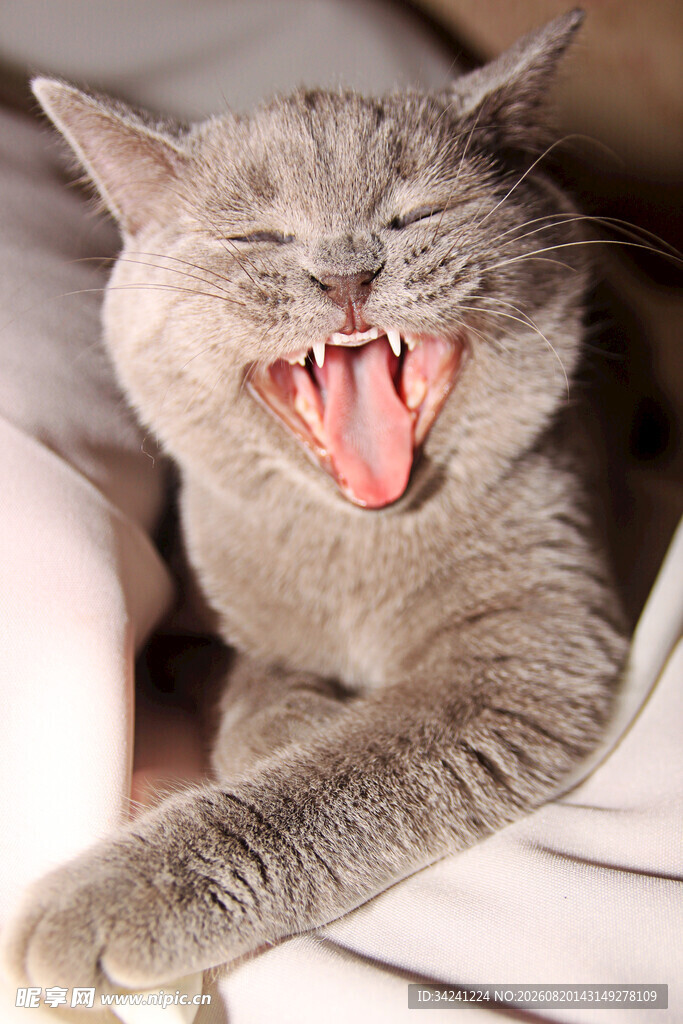 打哈欠的灰猫