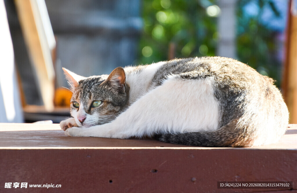 慵懒猫咪惬意趴卧