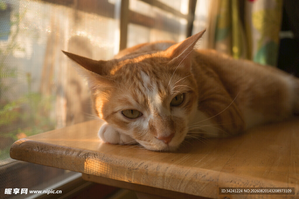 阳光下慵懒的橘猫