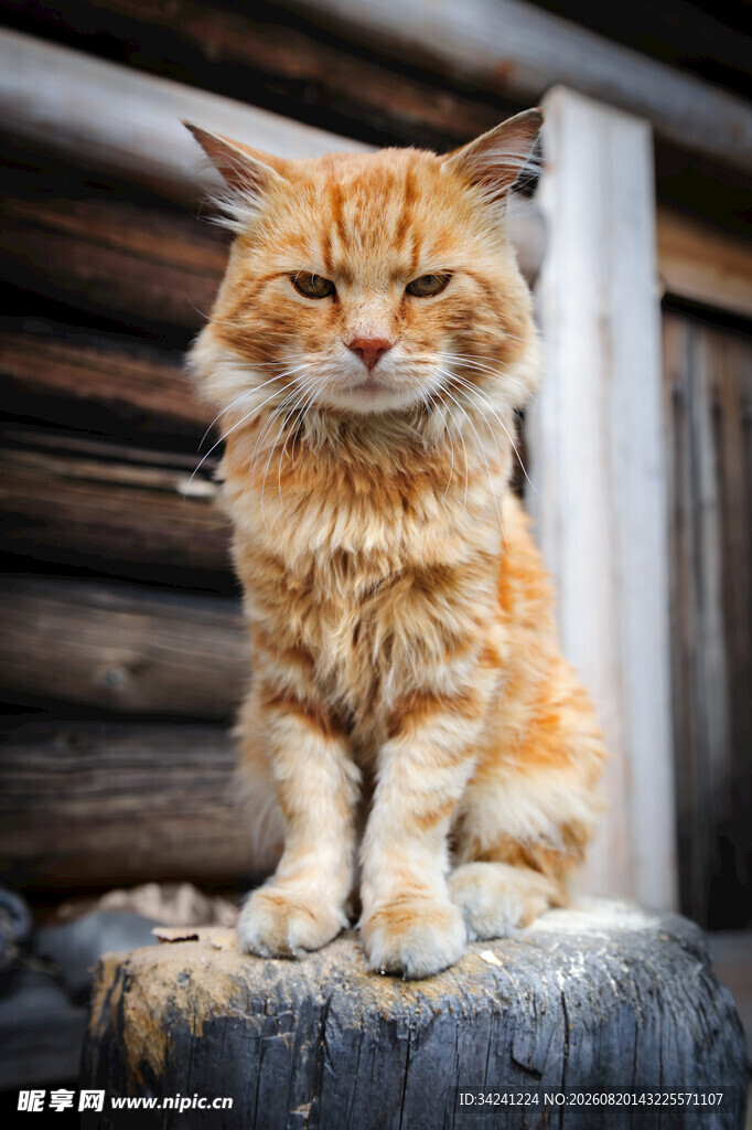 橘色长毛猫坐于木桩上
