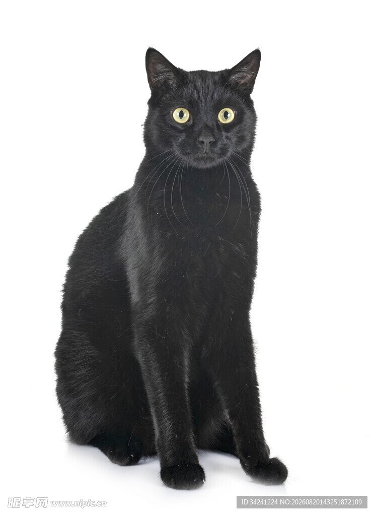 端坐的黑猫