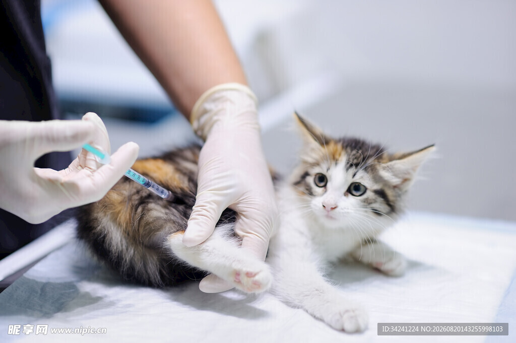 猫咪接受兽医注射