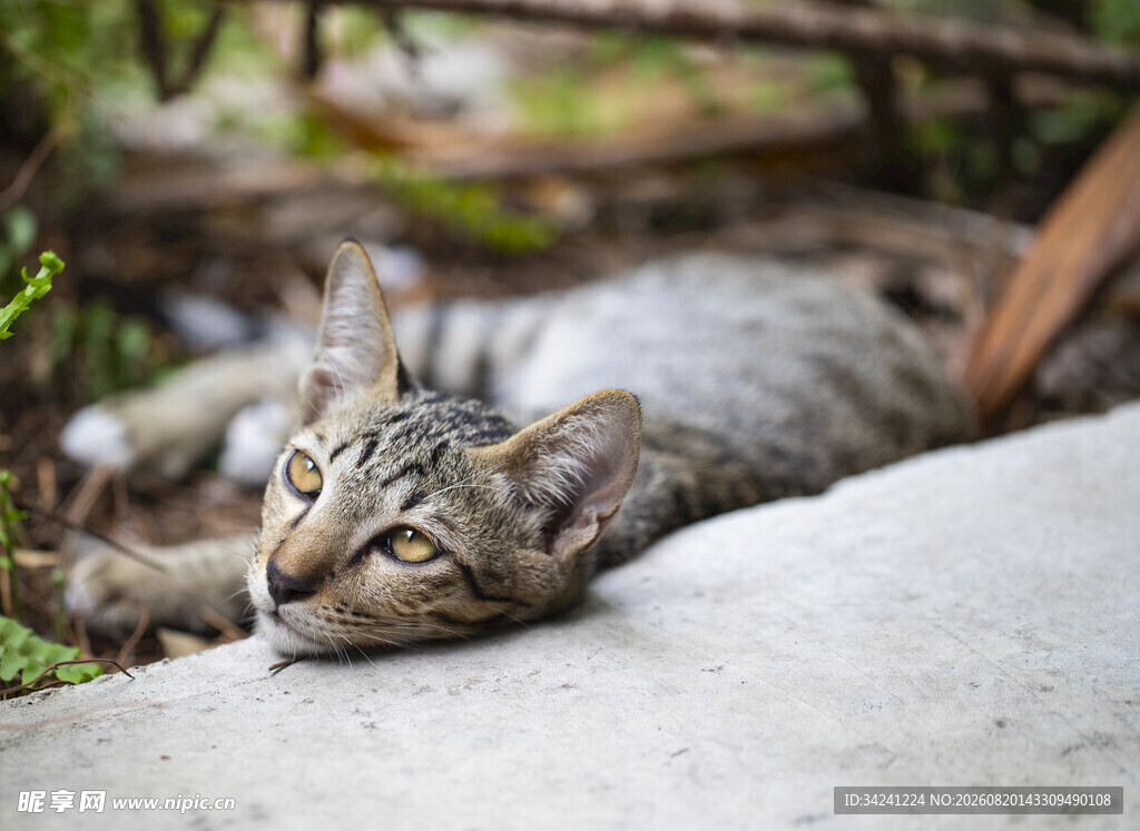 慵懒小猫惬意趴卧