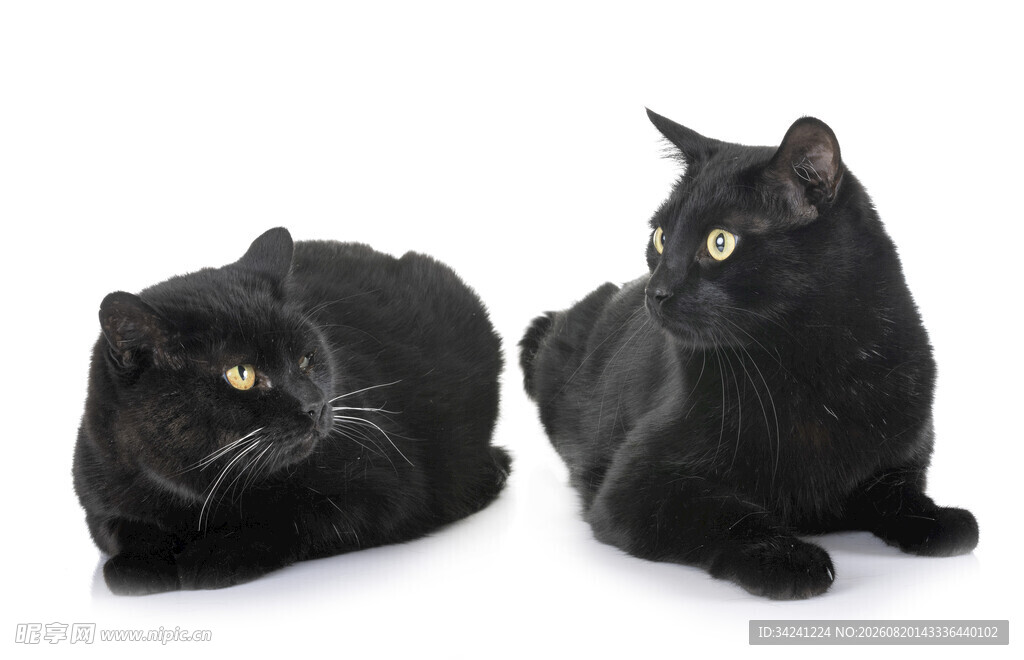 两只黑猫对视