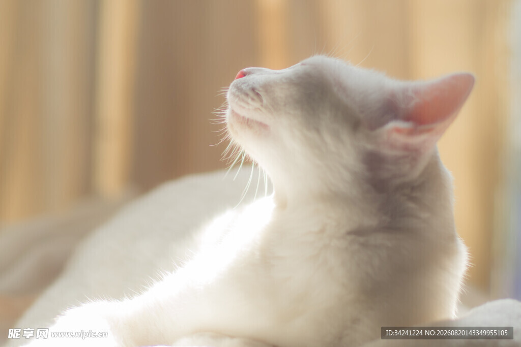 仰头的白色猫咪