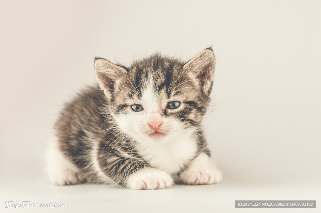 可爱小奶猫趴坐