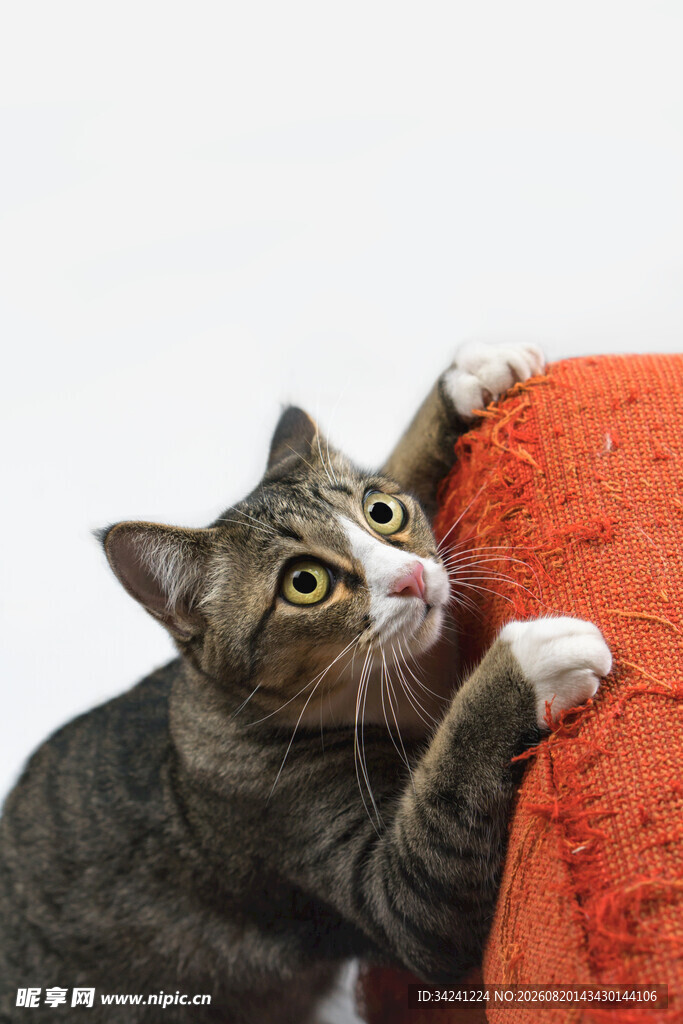 猫咪扒在橙色物体上张望