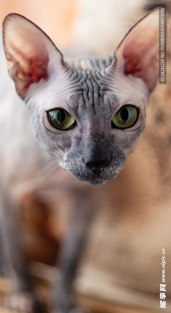无毛猫特写