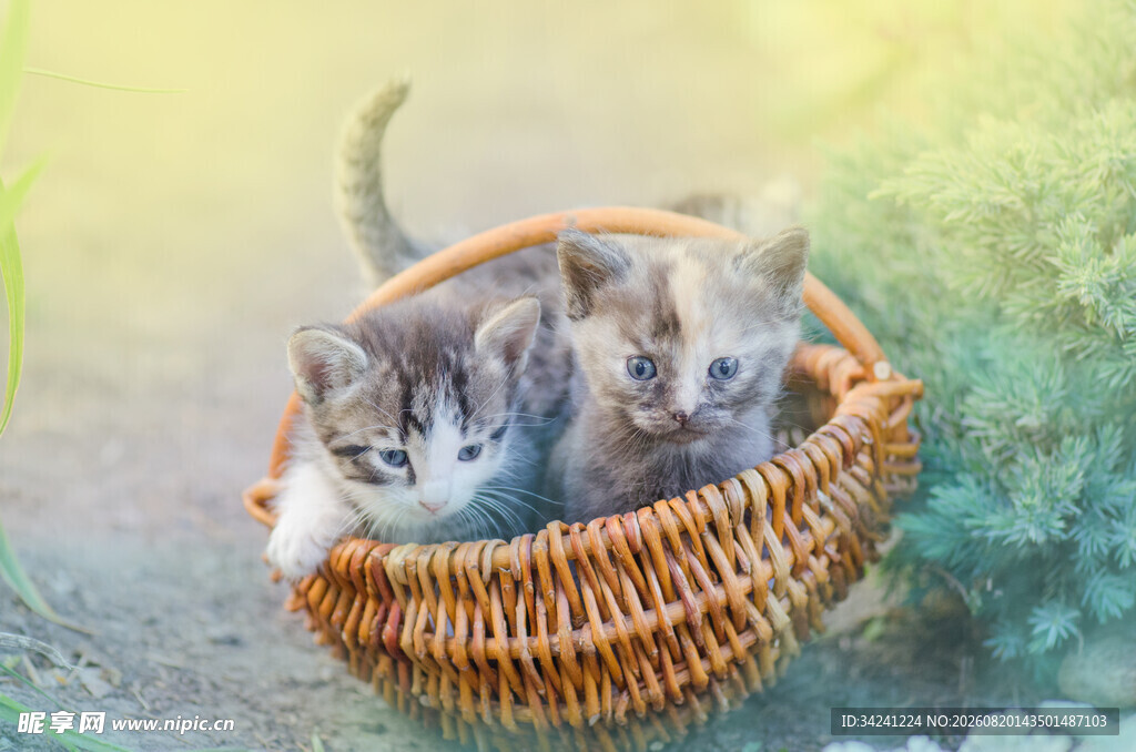 篮子里的可爱小猫咪