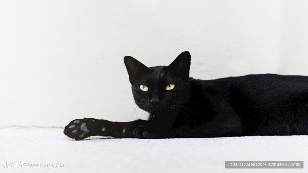 黑猫趴卧眼神明亮