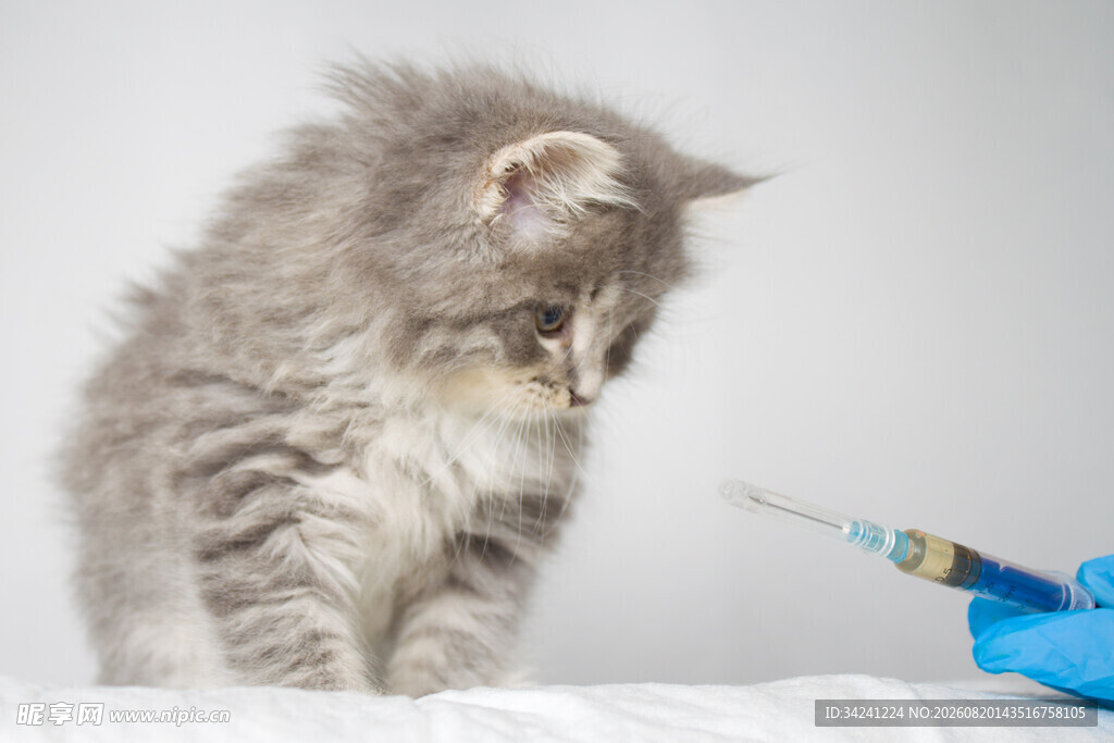 小猫面对注射器显紧张
