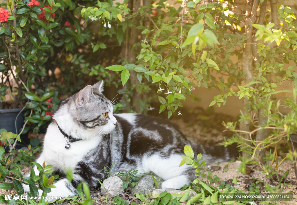 花园中休憩的可爱猫咪