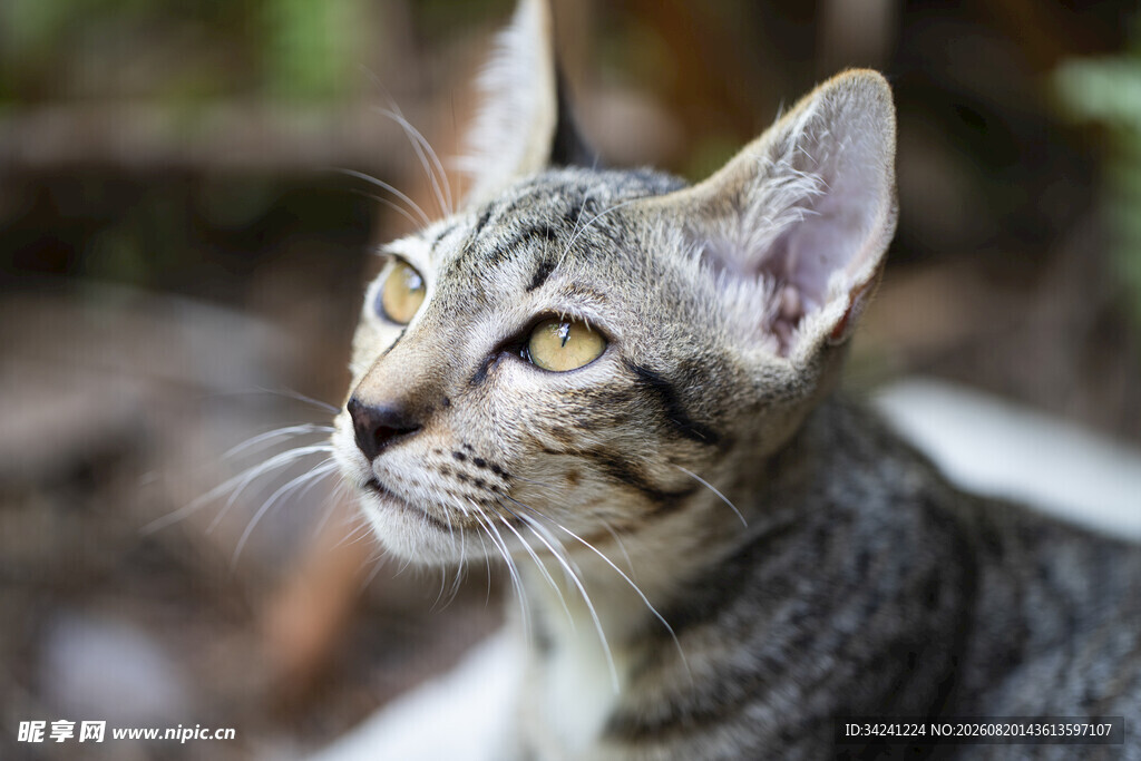 抬头凝视的可爱猫咪