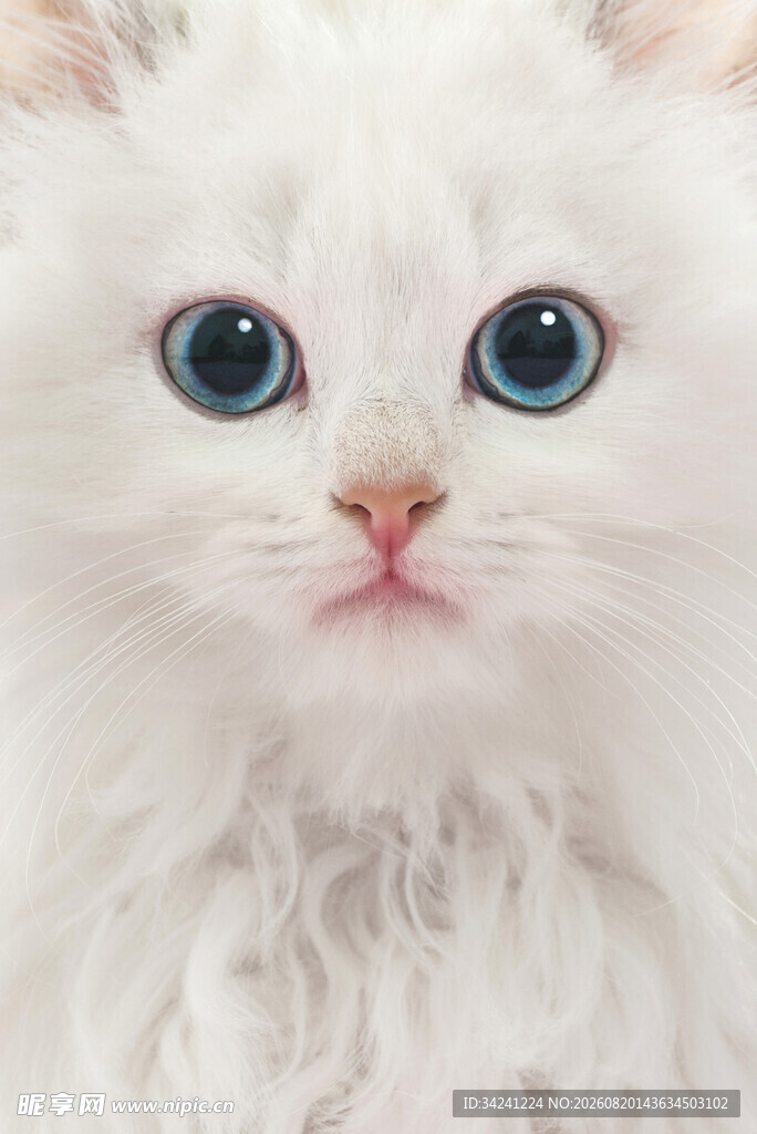 蓝眼白毛萌小猫