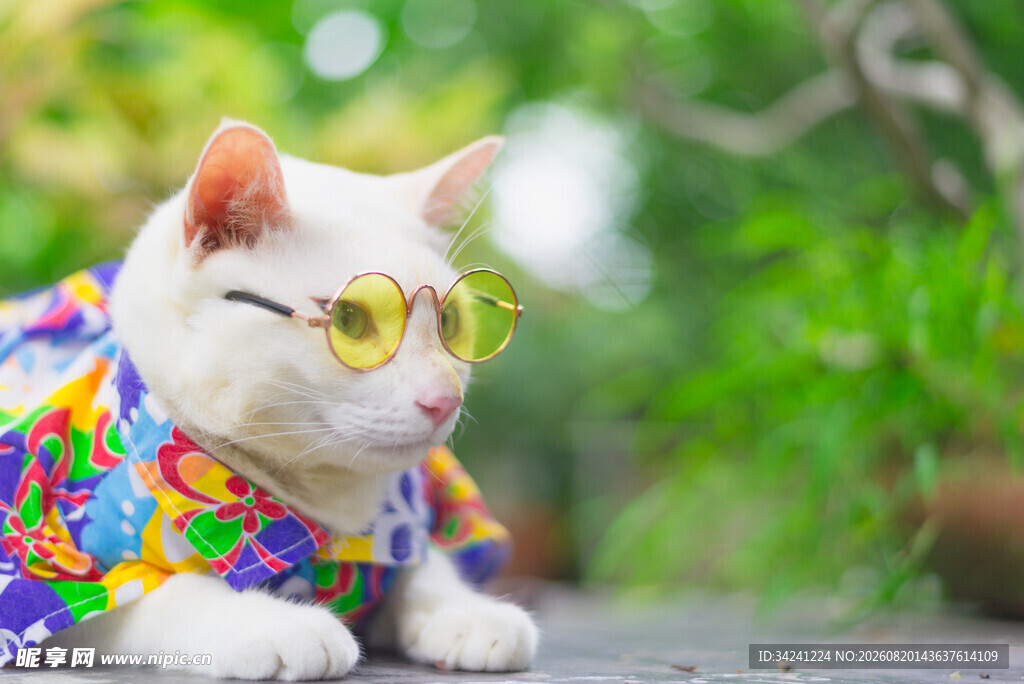 时尚猫咪穿花衣戴墨镜