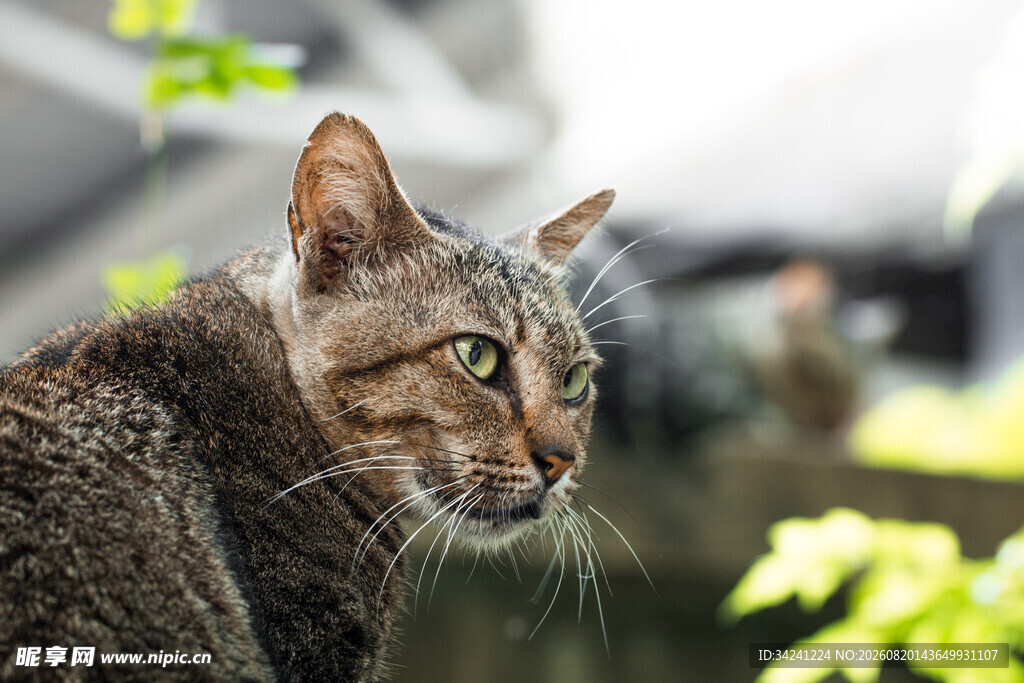 专注的斑纹猫咪