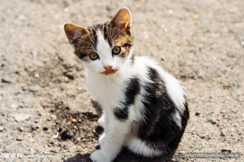 黑白花小猫蹲坐于地面