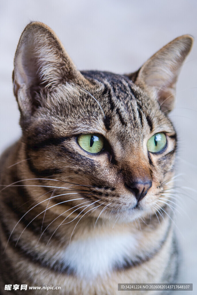 绿眼条纹猫特写