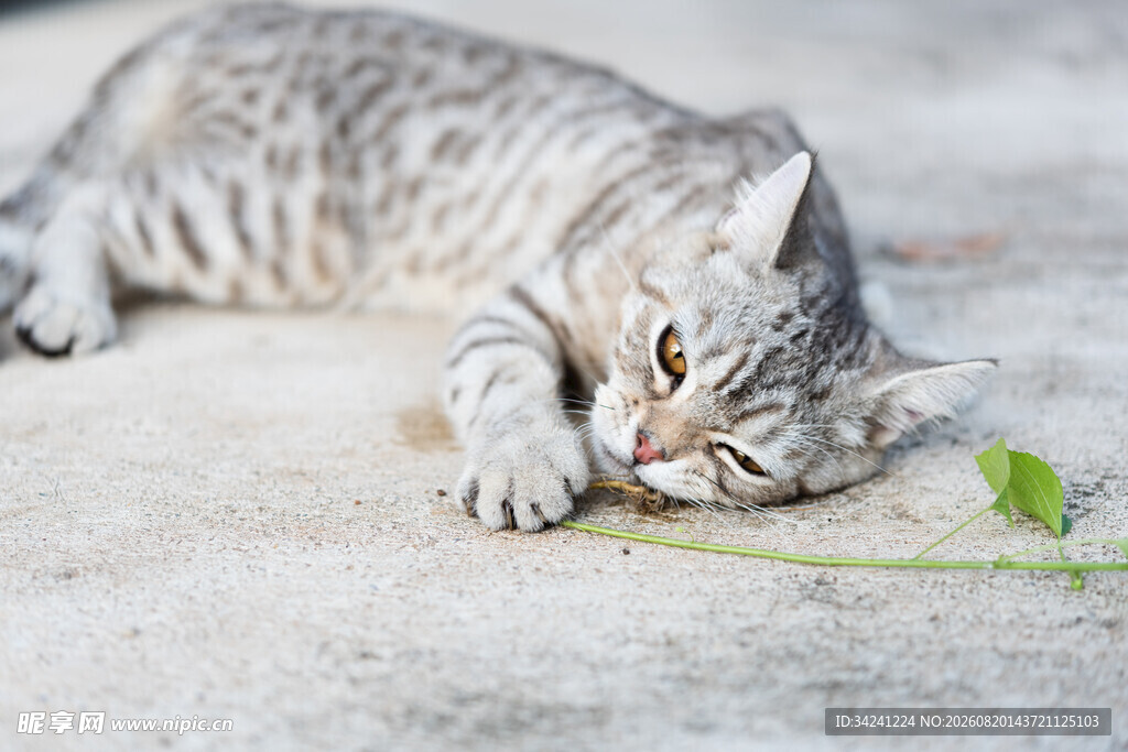萌猫专注嗅闻绿叶