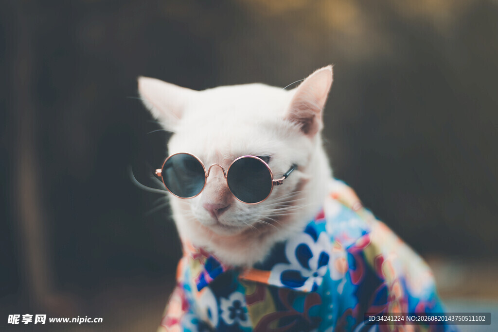 时尚墨镜猫咪的个性穿搭