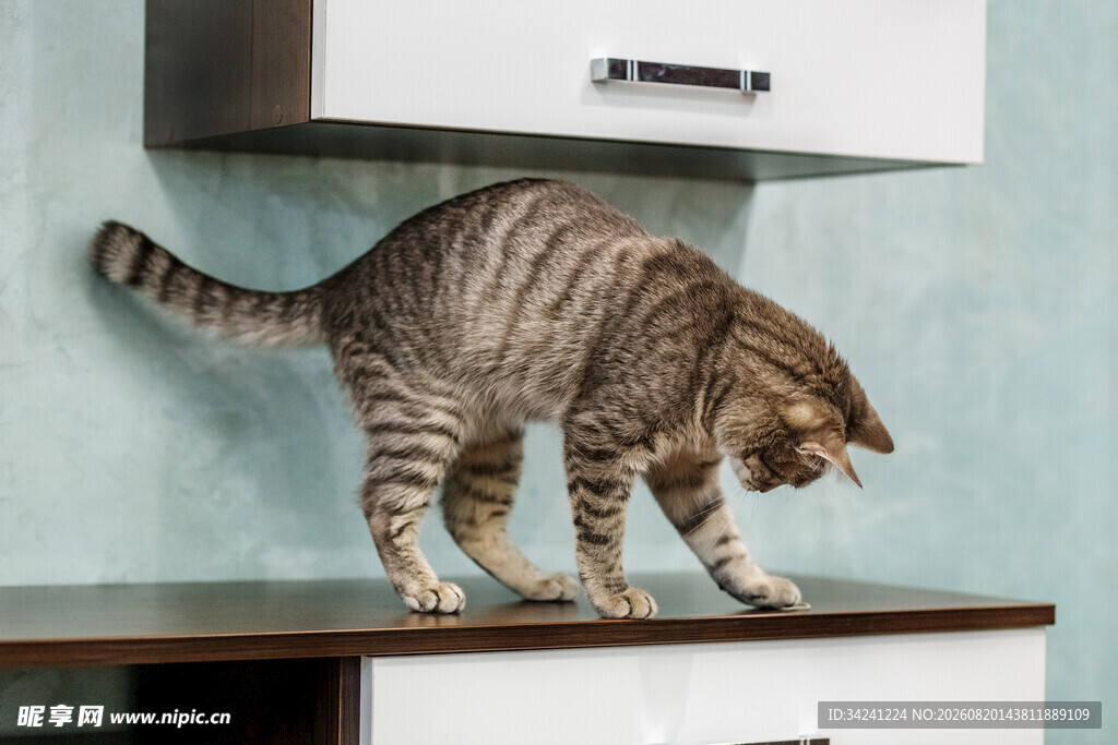 柜台上好奇探索的猫咪
