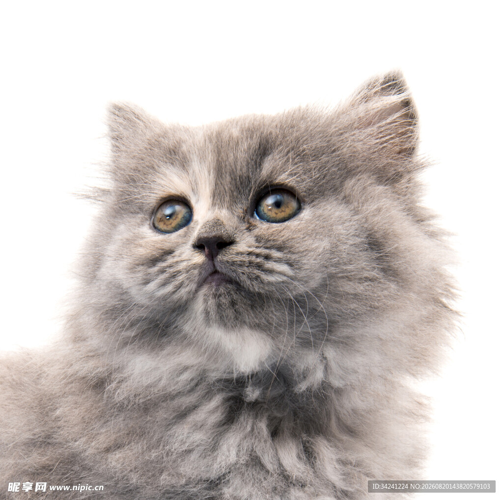可爱灰毛小猫抬头凝望