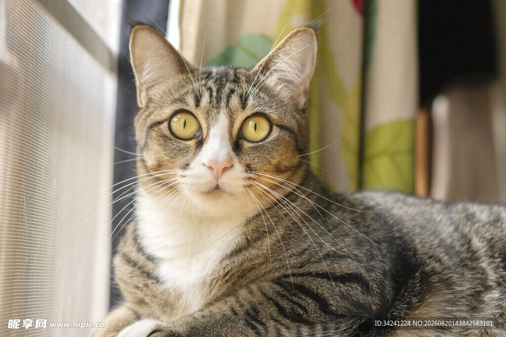 窗边萌猫