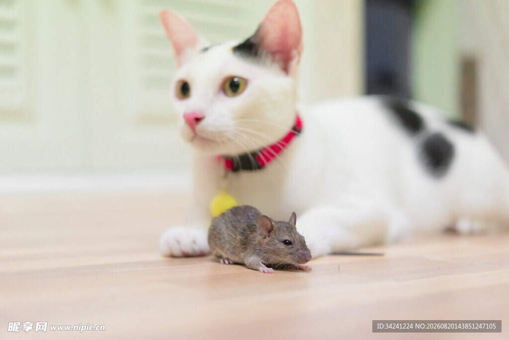 猫咪与小老鼠的有趣瞬间