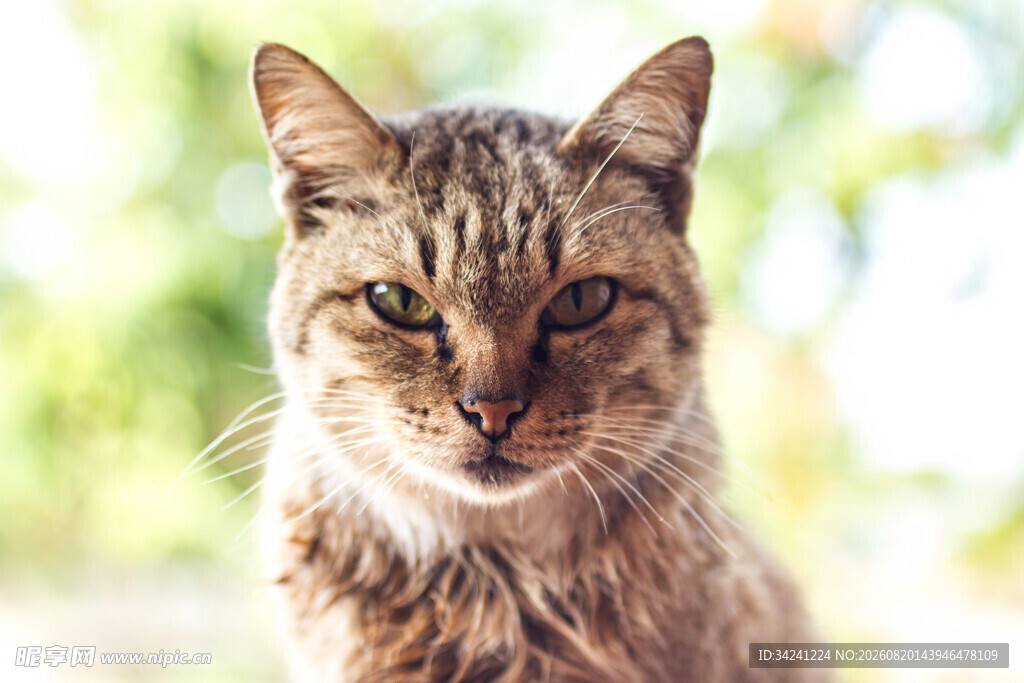阳光下的可爱斑纹猫咪