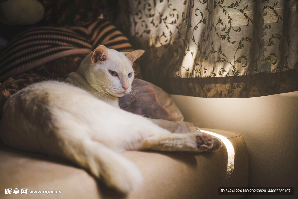 阳光下慵懒躺卧的猫咪