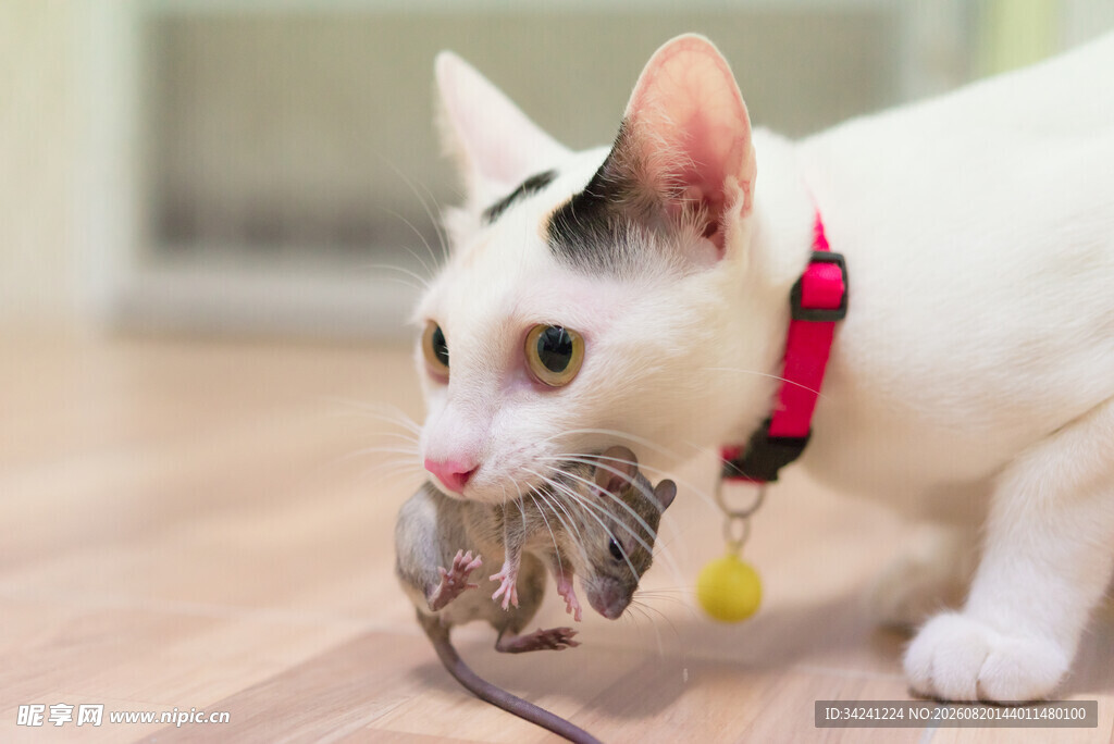 小猫叼着玩具鼠玩耍
