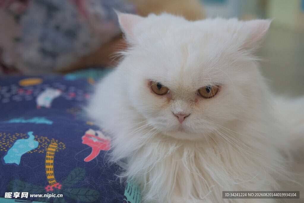 可爱白毛猫咪近景特写