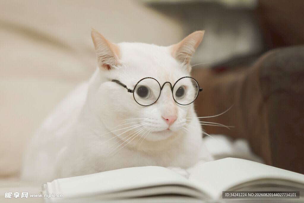 戴眼镜猫咪专注看书