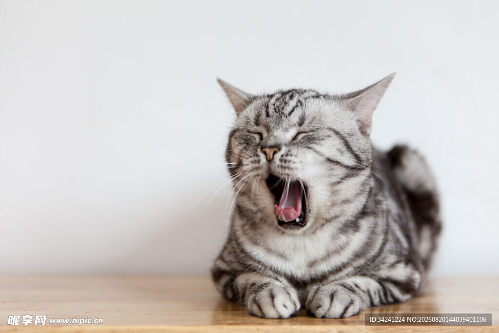 打哈欠的可爱条纹猫咪