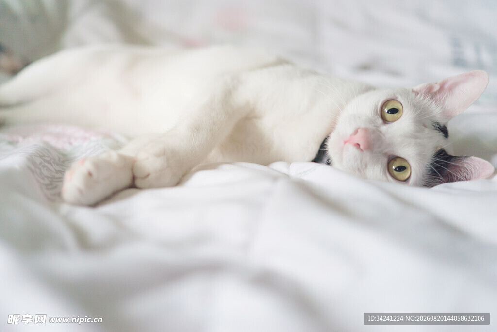 猫咪惬意躺卧在柔软床铺