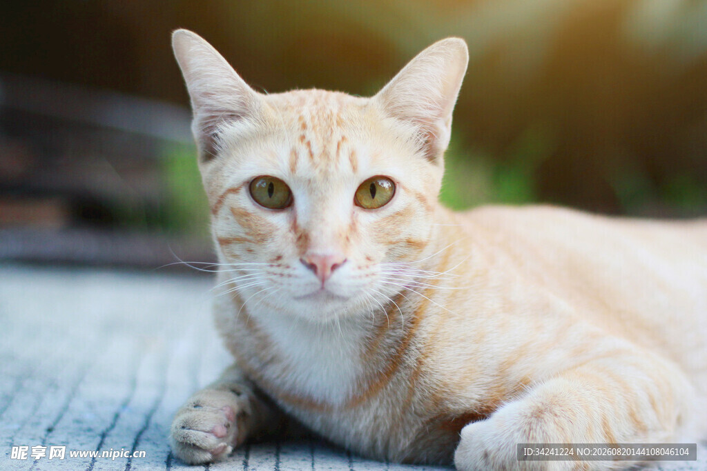橘猫趴卧眼神明亮可爱