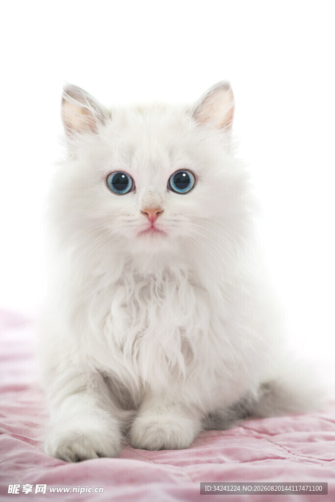 白色萌猫趴于粉色垫子上