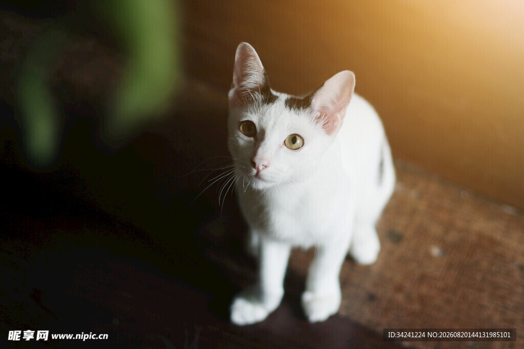 白色猫咪专注凝视瞬间