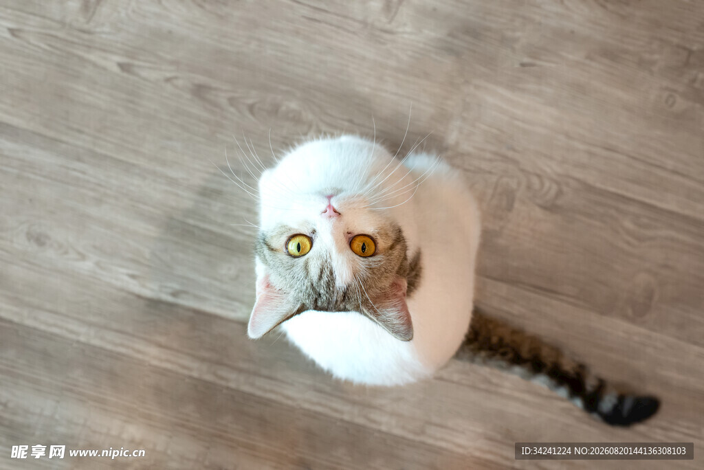 猫咪躲纸箱好奇张望