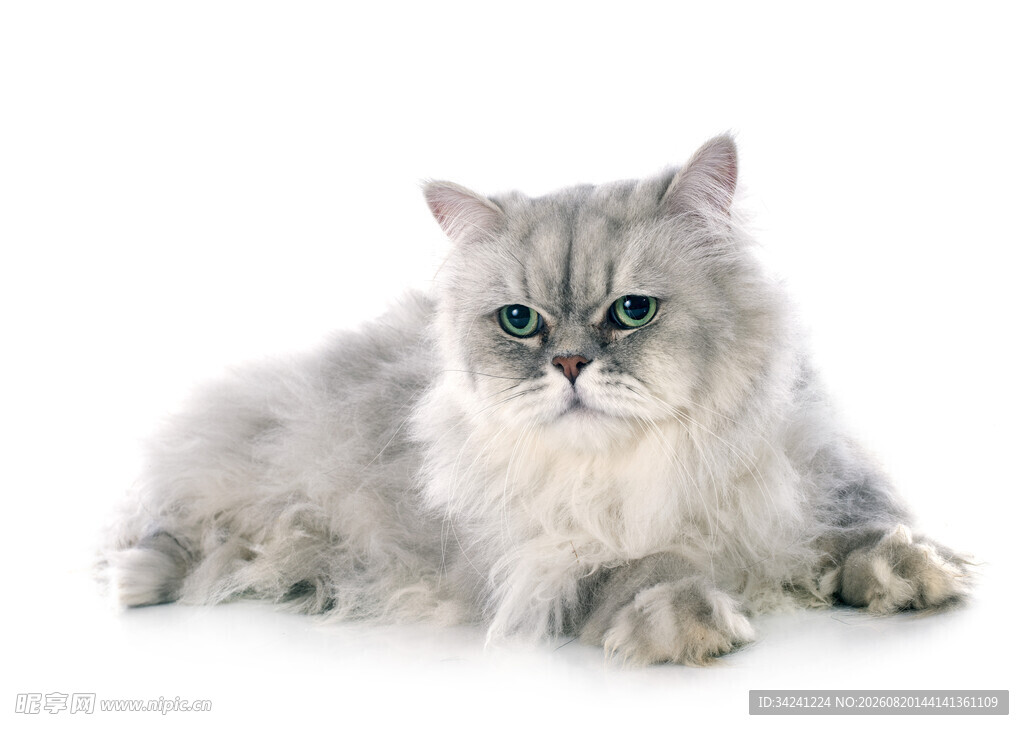 银白长毛猫优雅趴卧