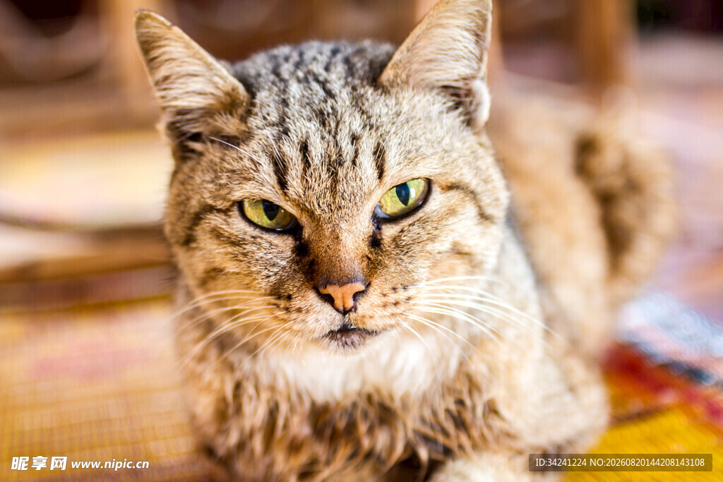 可爱猫咪趴地眼神灵动