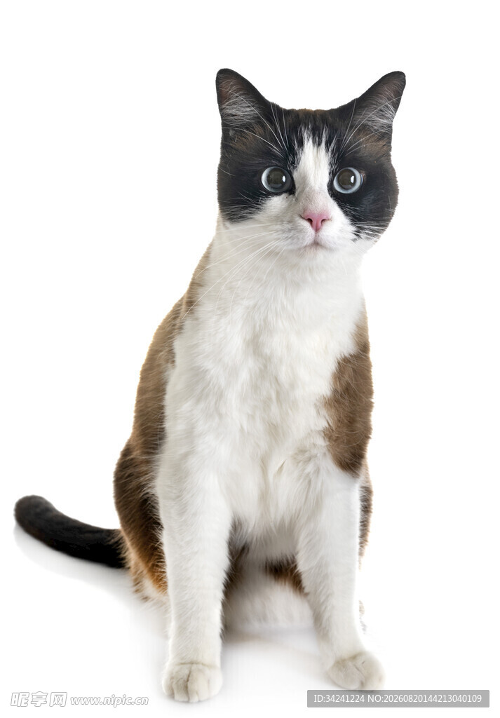 三色猫端坐