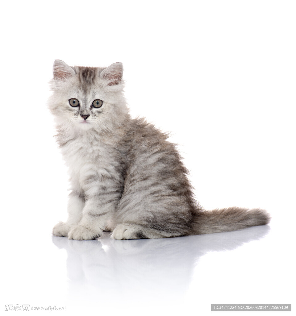 可爱小猫咪独坐