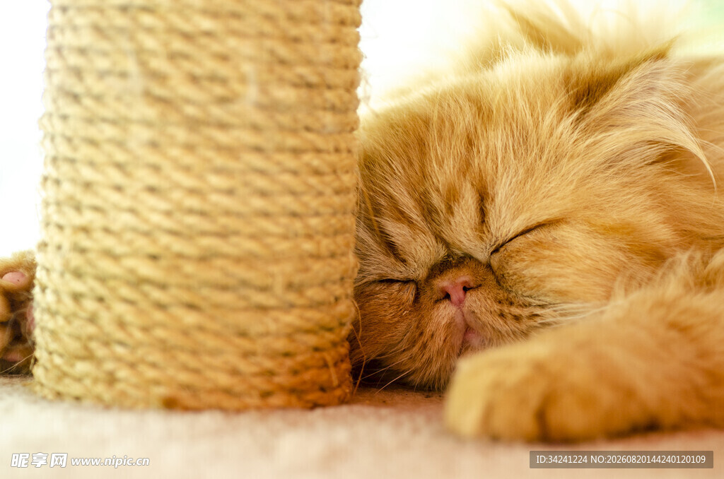 酣睡的猫咪与猫抓板