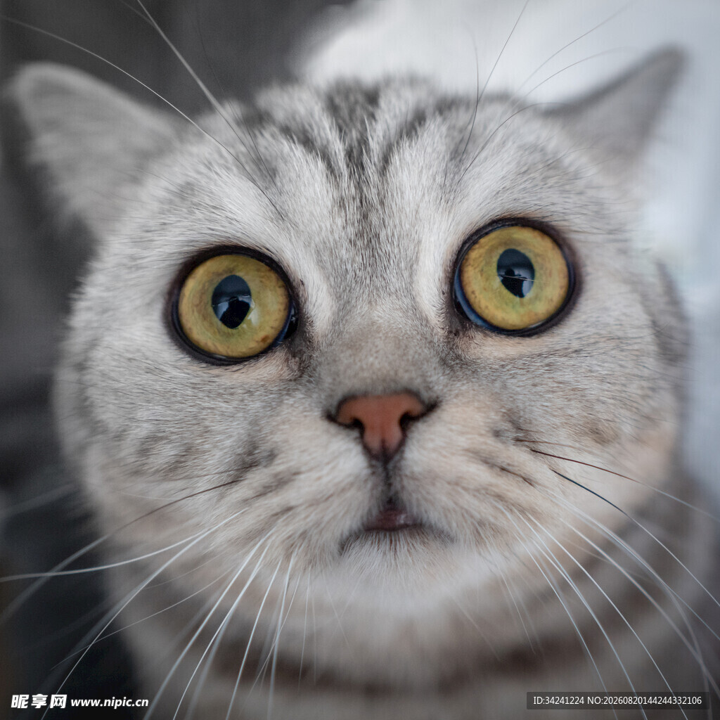 瞪大眼睛的可爱猫咪