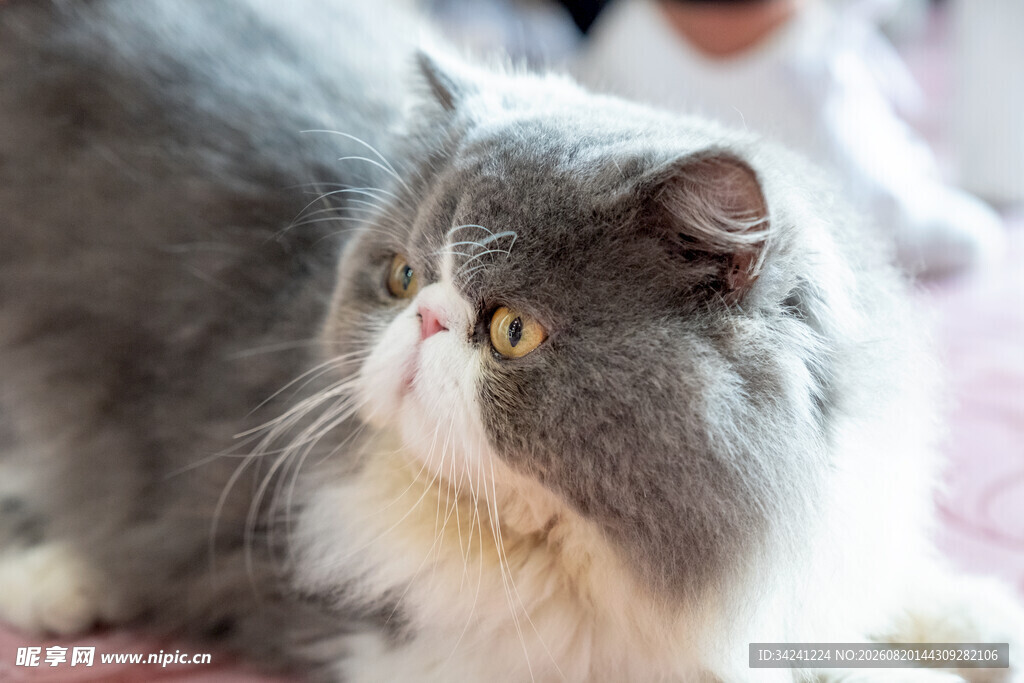 可爱灰毛猫咪侧卧凝视