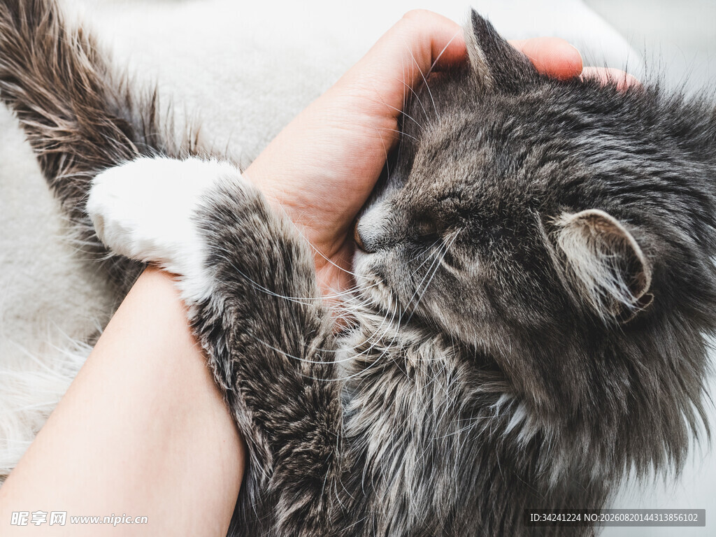 温柔抚摸猫咪的温馨瞬间