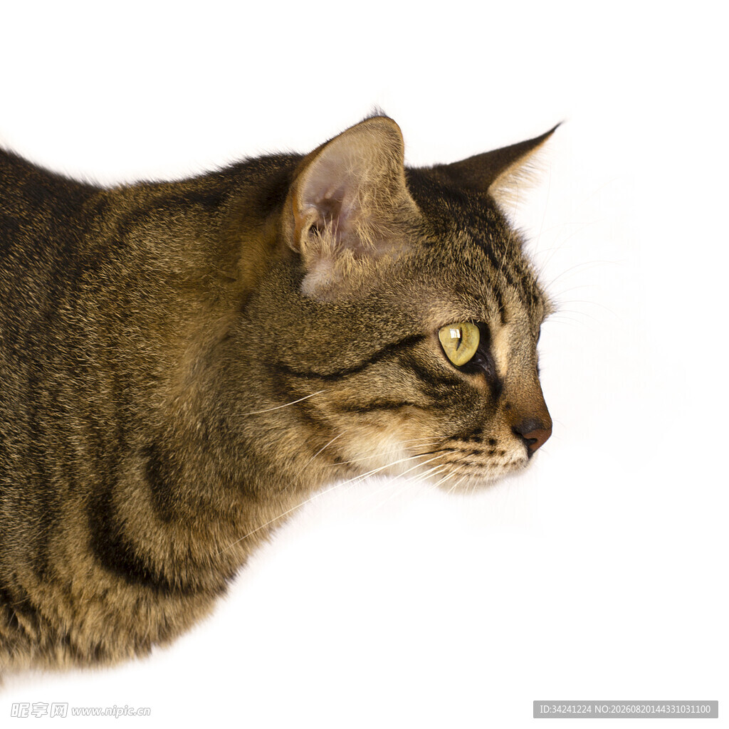 侧头的斑纹猫