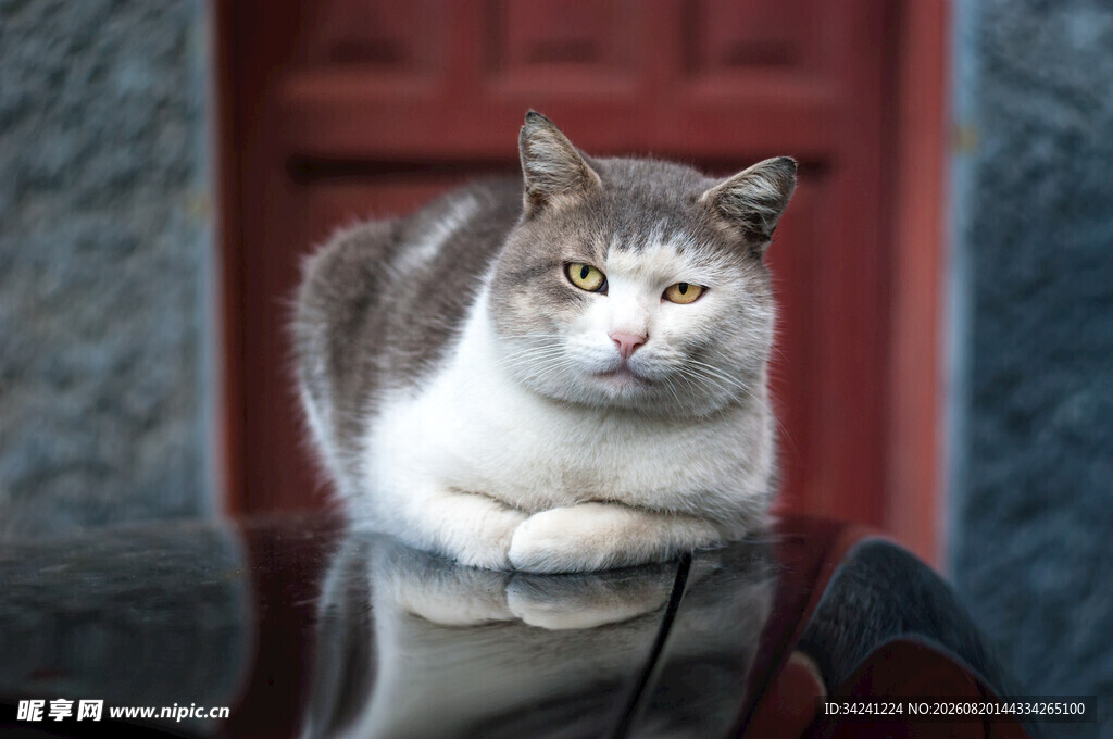 慵懒猫咪趴坐红色门前