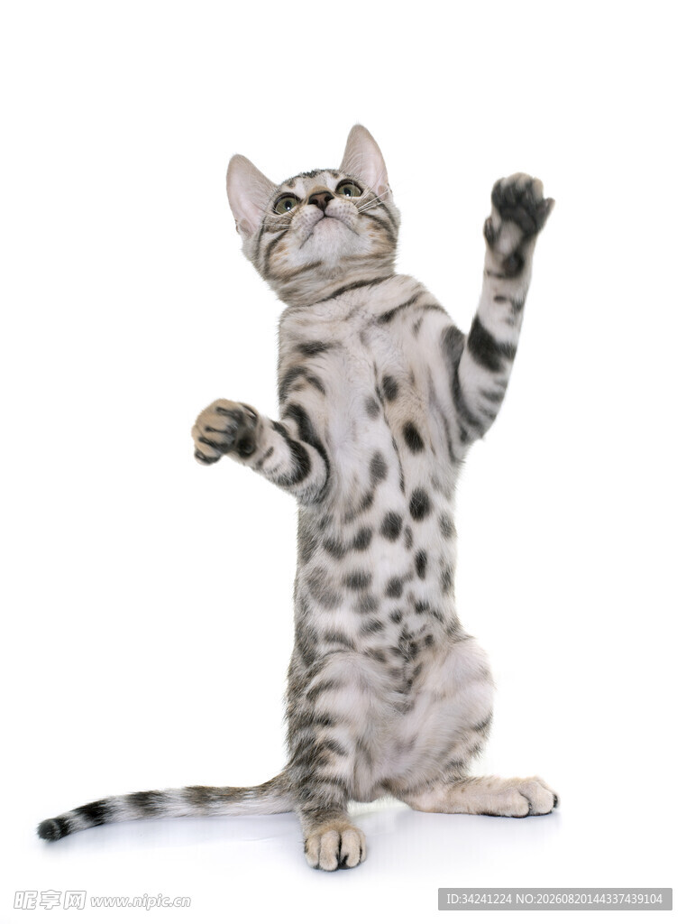 站立的可爱斑纹小猫